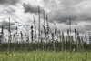 Postcards from CANADA