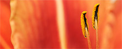 Panoramic Digital Photography Workshop